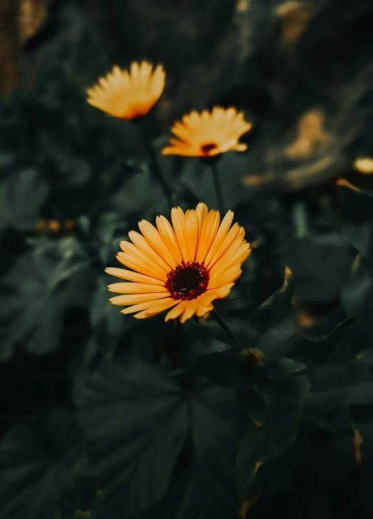 yellow daisies sit among green foliage, on a sunny day