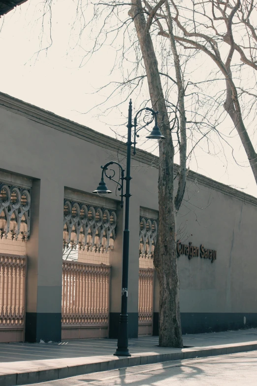 a tree sitting in front of a building