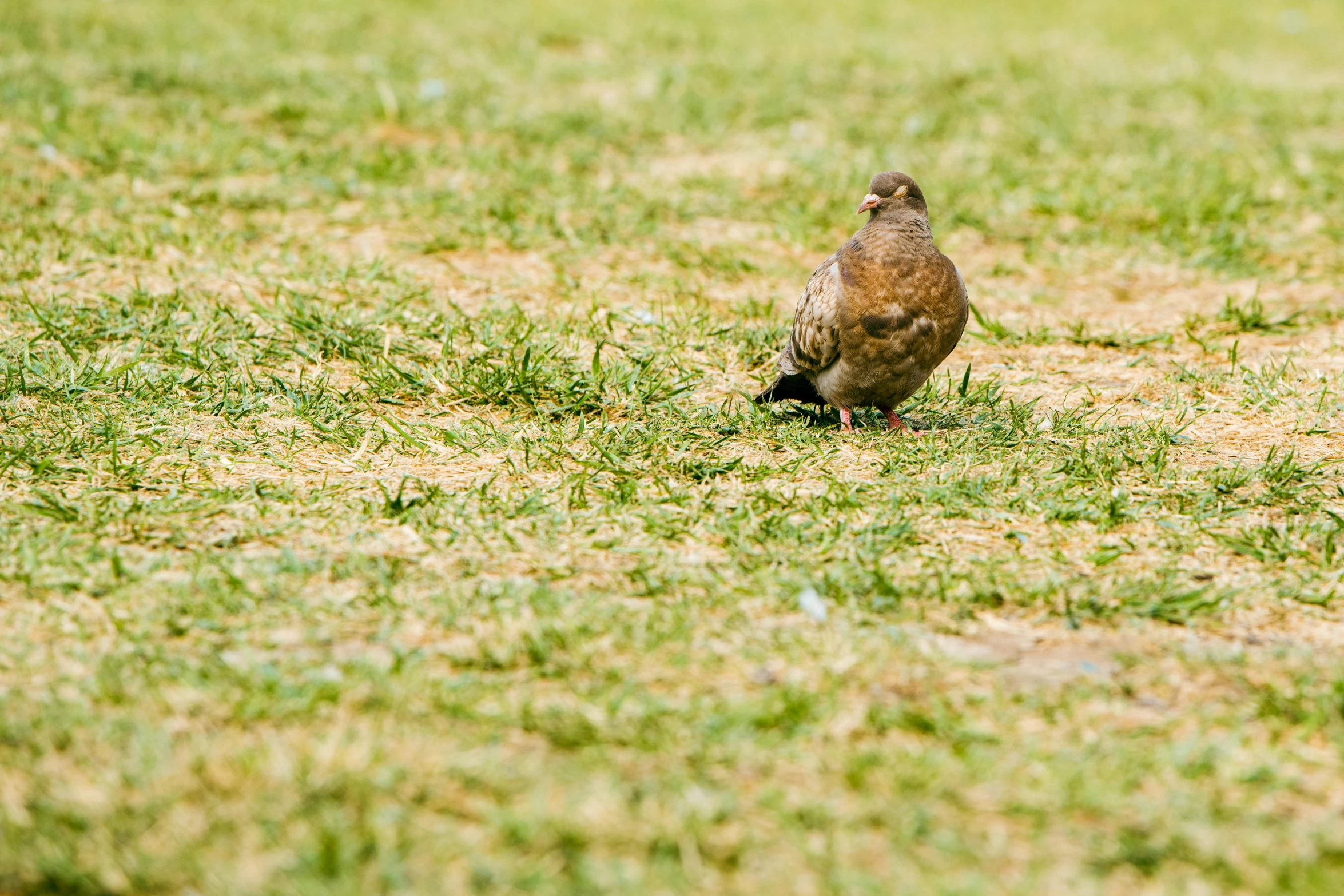 there is a bird standing in the middle of grass