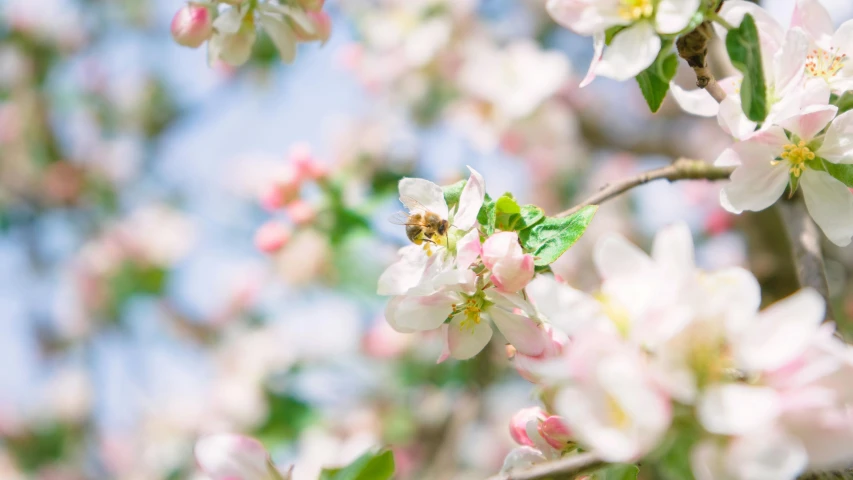 a bee sitting on the center of the nches of a blooming apple tree