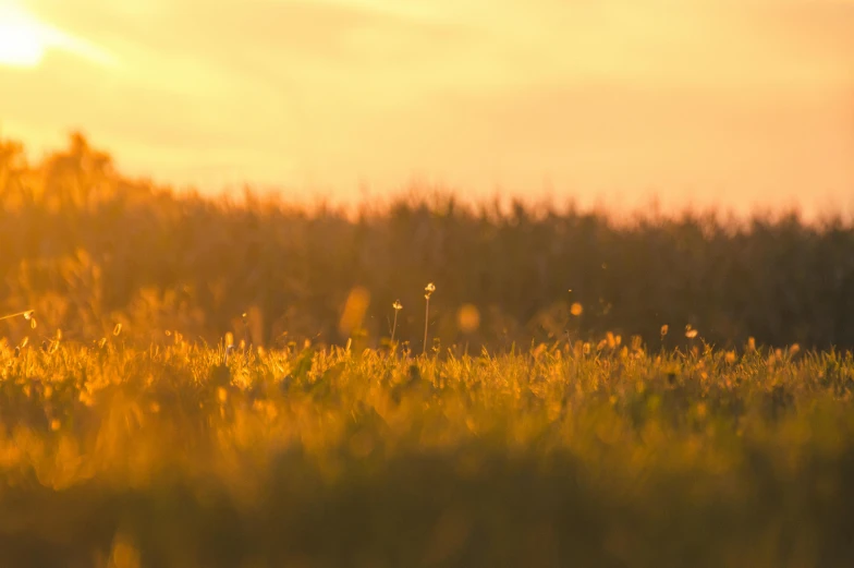 the po shows some plants in the sun setting