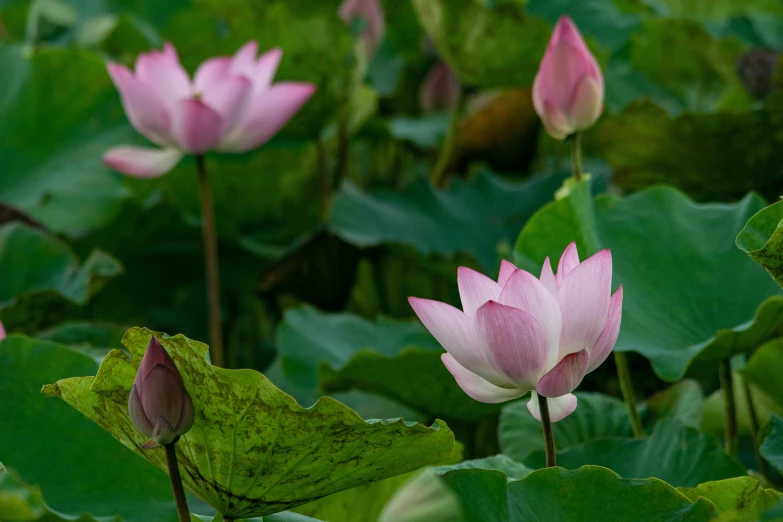 three pink lotus flower with large leaves on a pond