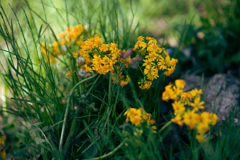 the tiny yellow flowers and grass are blooming in the garden