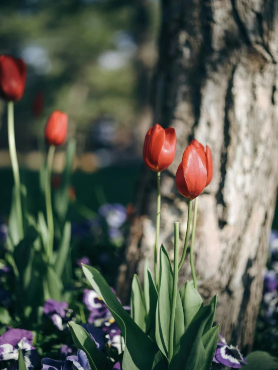 a group of red and white flowers next to a tree