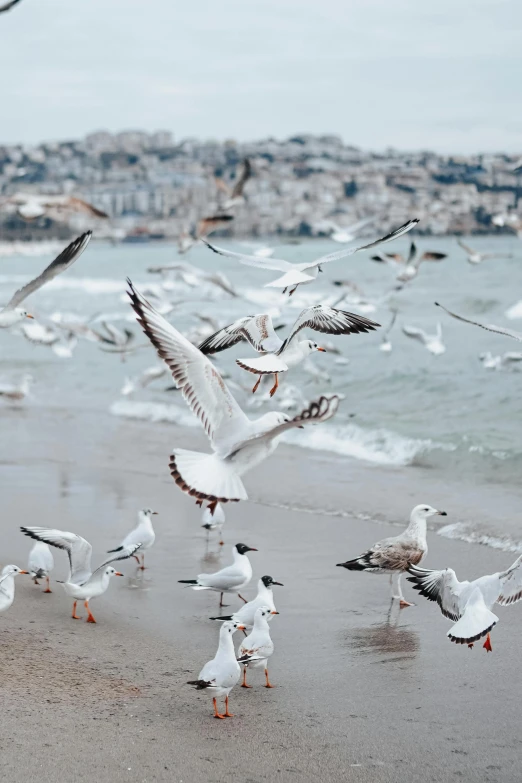 several seagulls on the beach feeding while the birds are flying