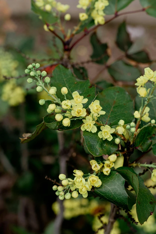 this is a bunch of small yellow flowers