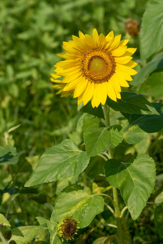 sunflower standing tall in the middle of a field