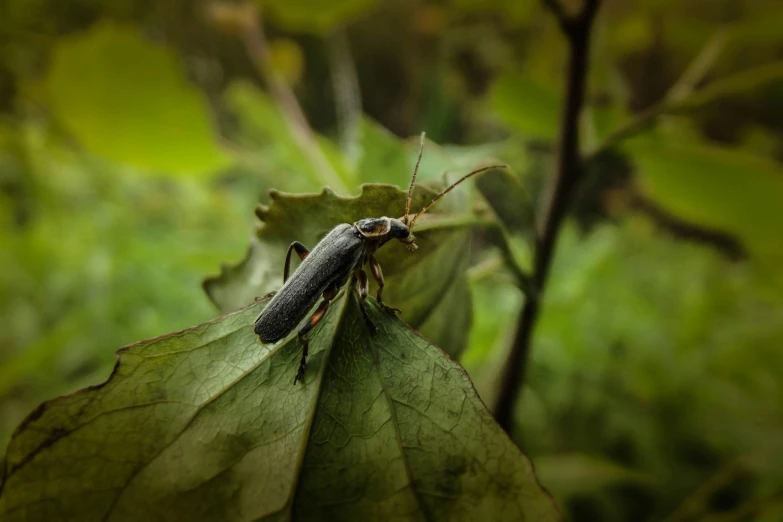 a large insect is standing on some green leaves