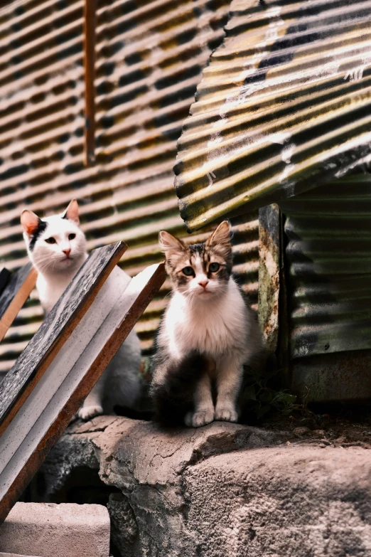 two cats sitting on a wall with one staring at the camera