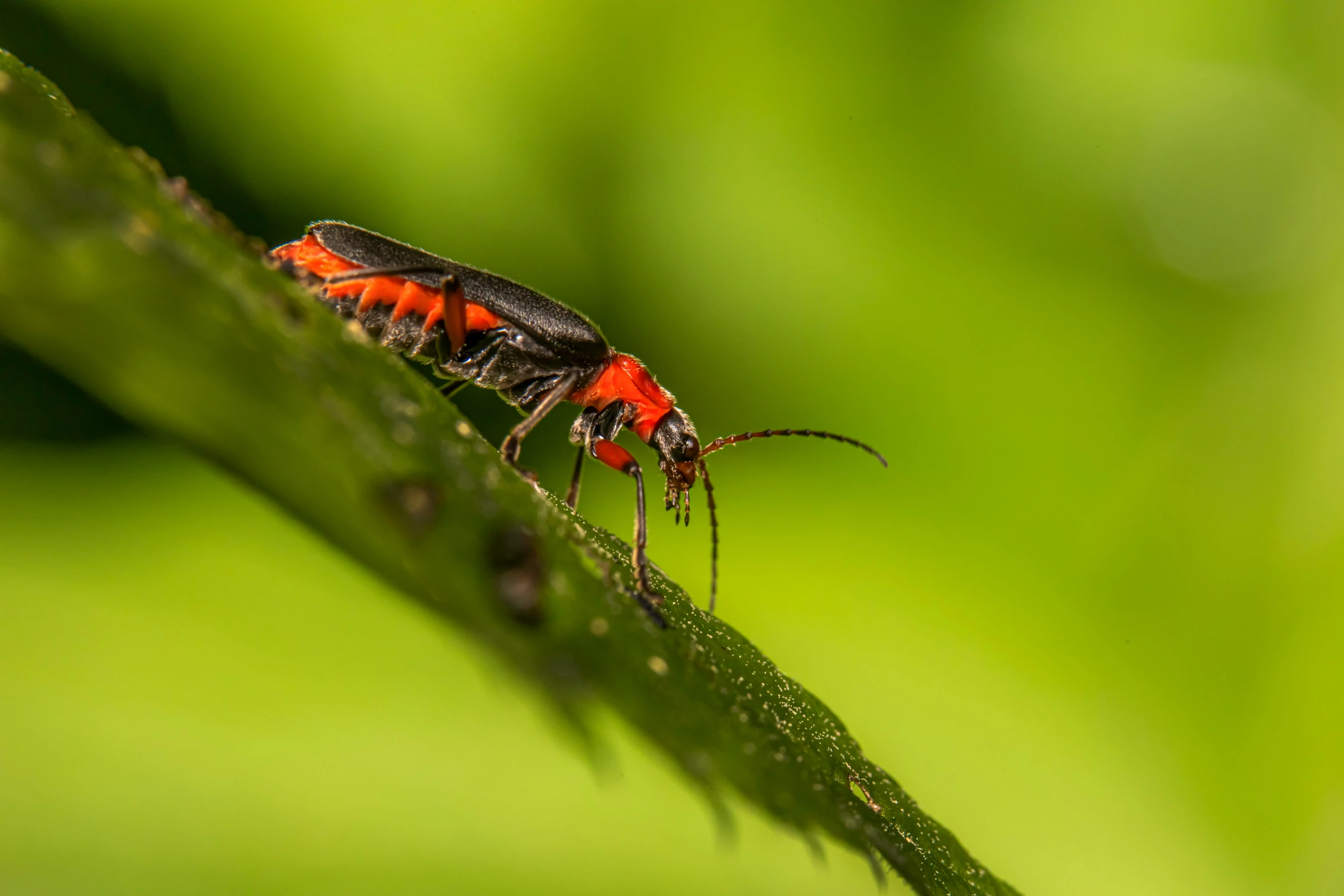 two bug sit on a green leaf