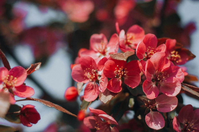 a close up of a red flower with many petals