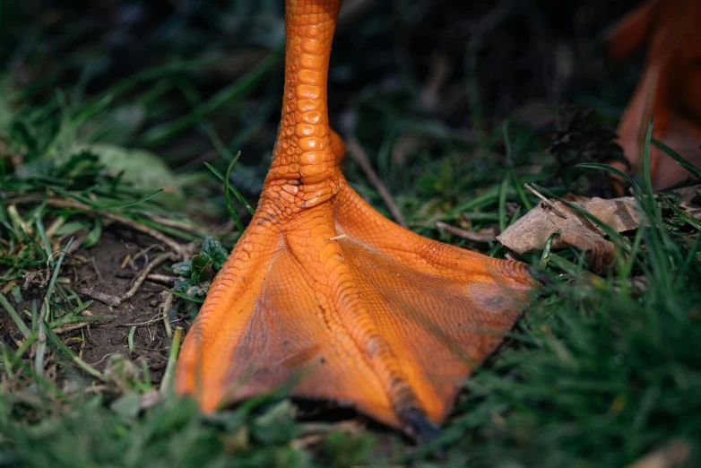 a plant or animal that is laying on the ground