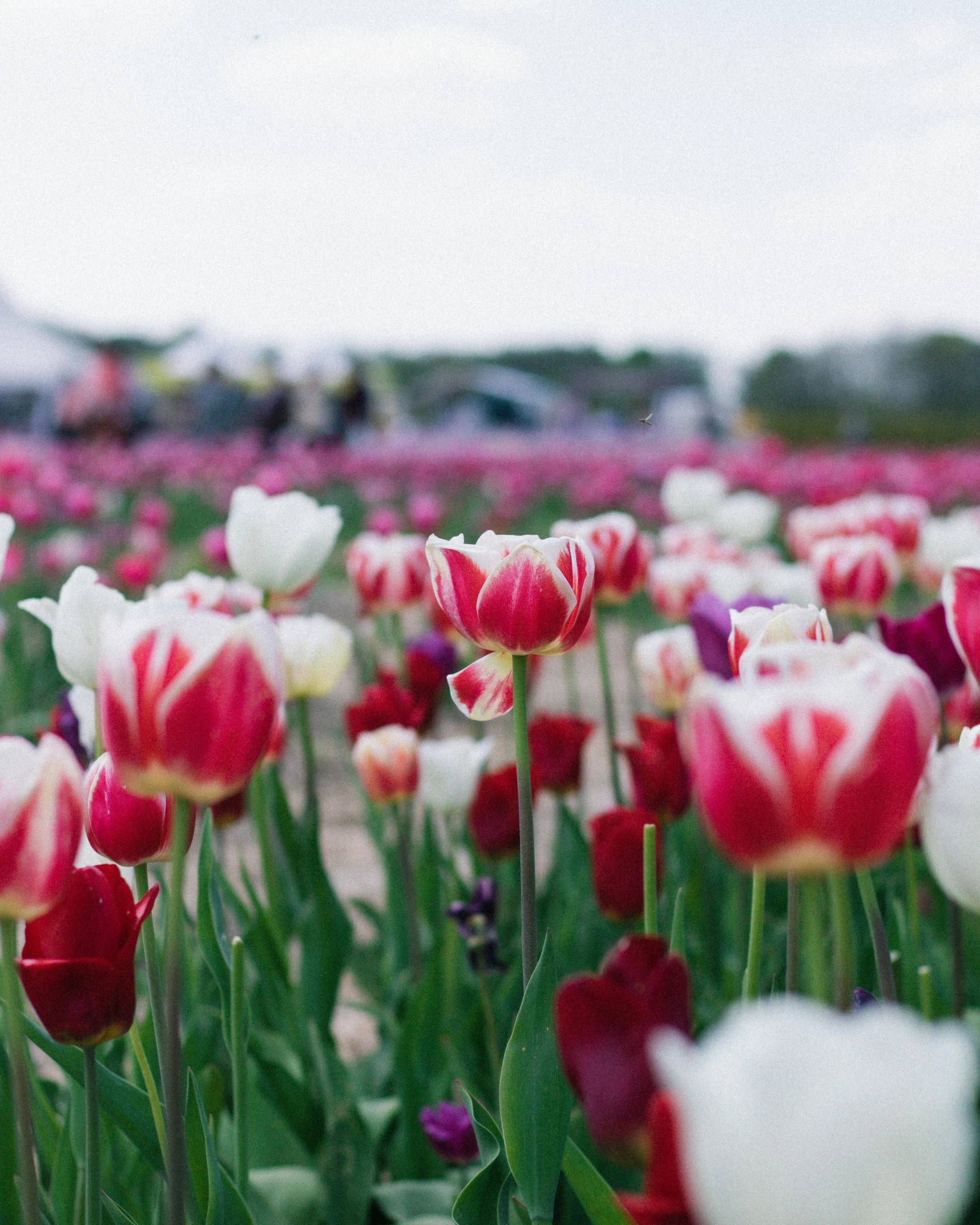 a field full of pink and white flowers