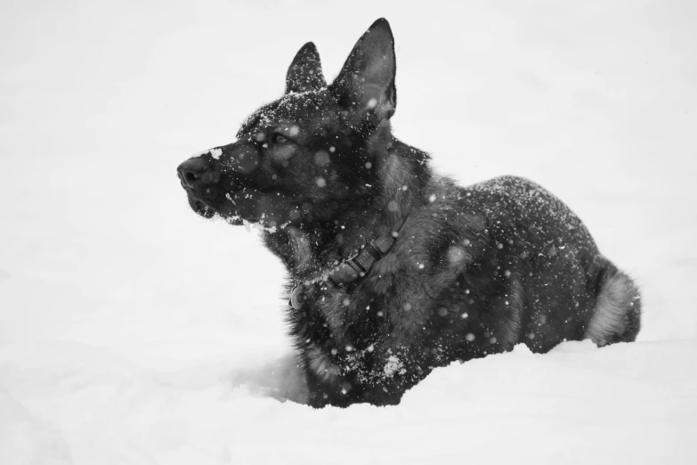 black and white po of a german shepard laying in snow