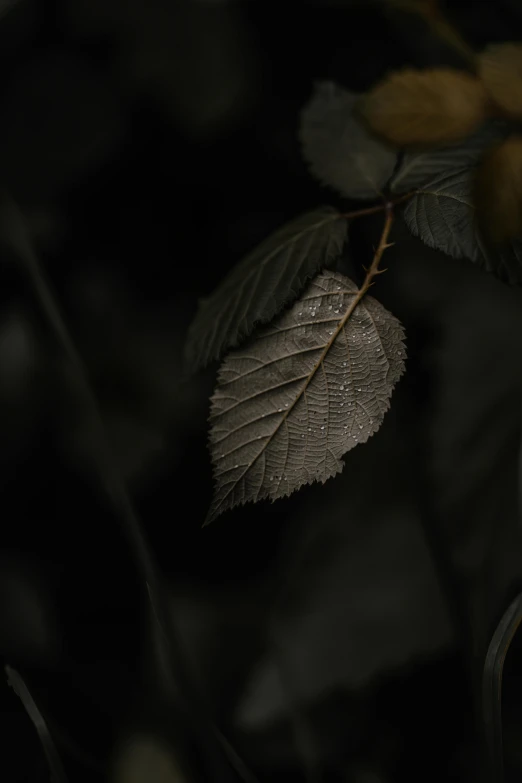 a leaf sitting on the side of a tree