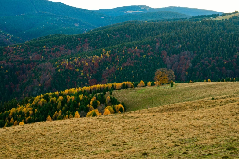 a lone horse is seen on an autumn day