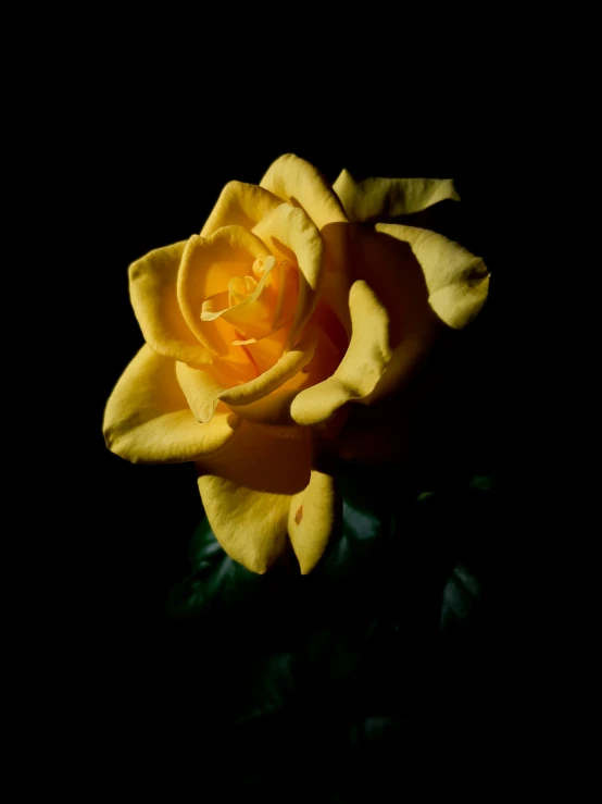 a closeup view of a single yellow rose