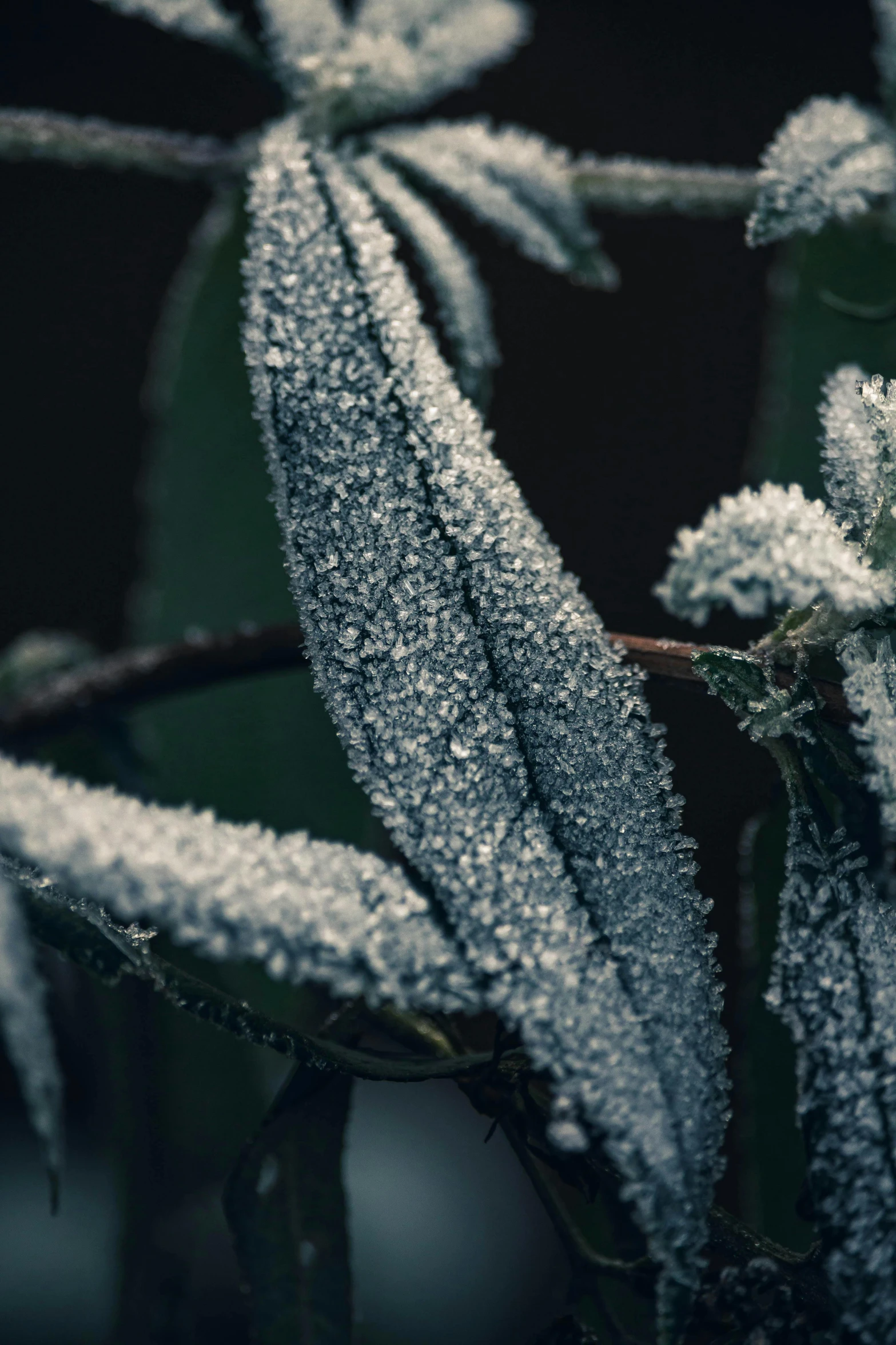 closeup of snow - covered grass with a dark background