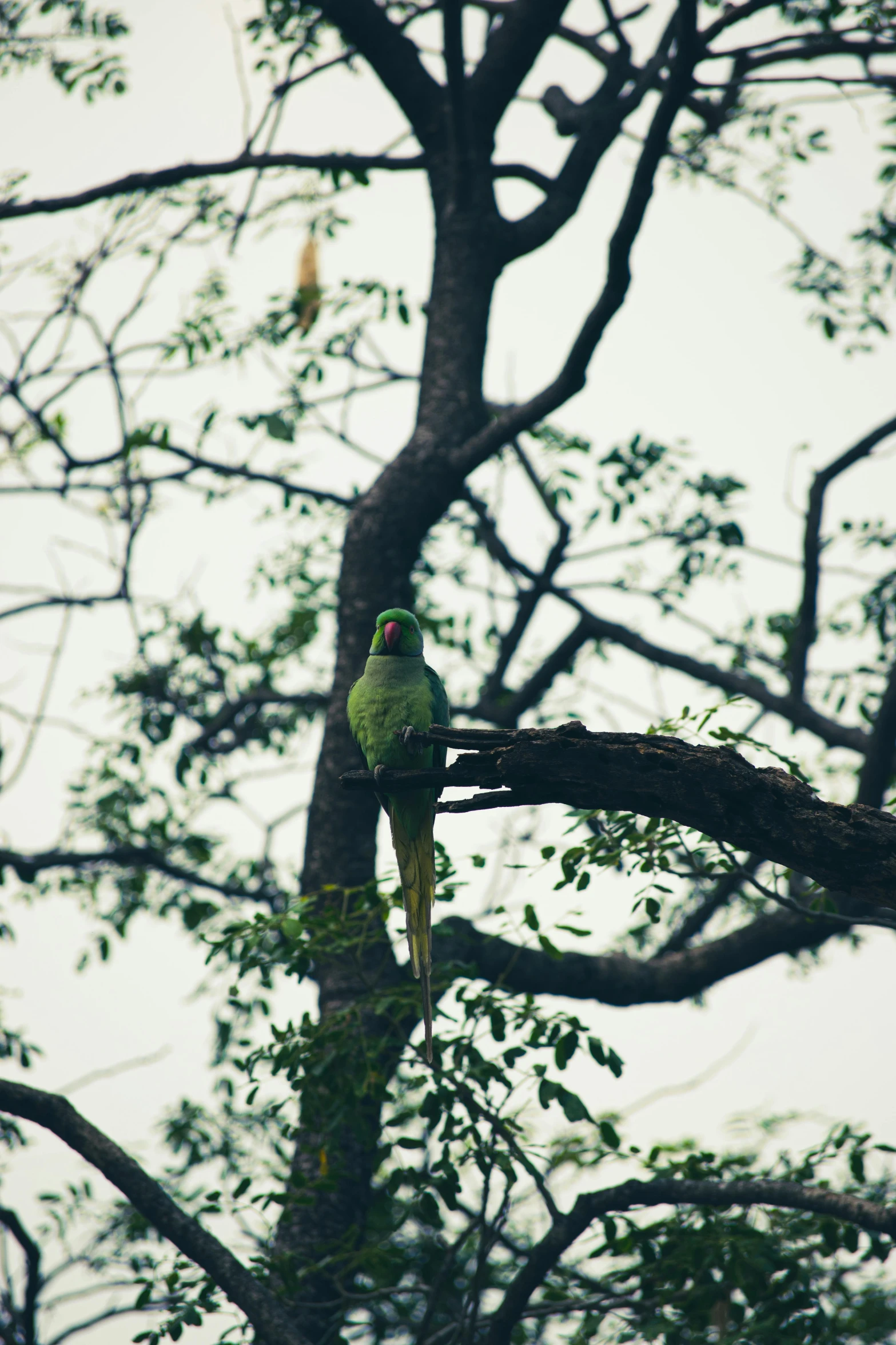 the green bird is perched on the nch