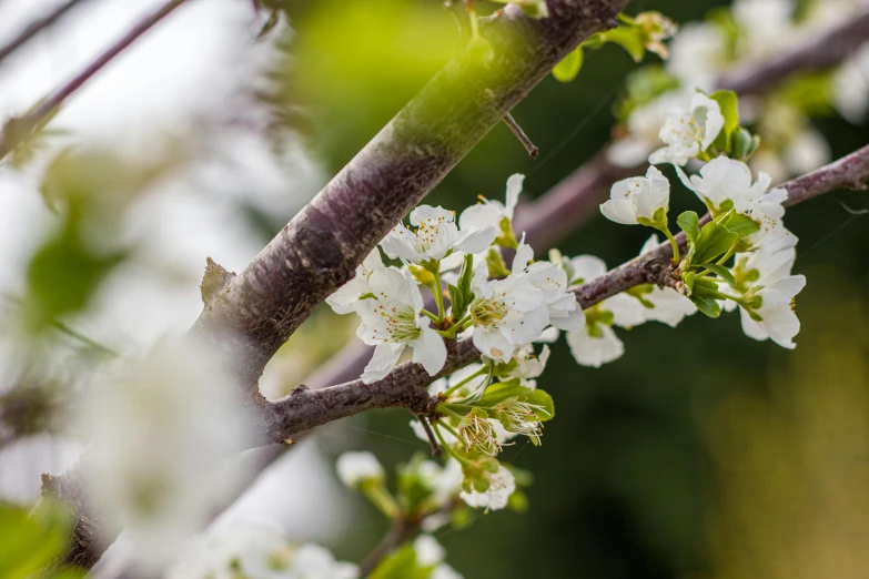 an up close s of some flowers on the tree