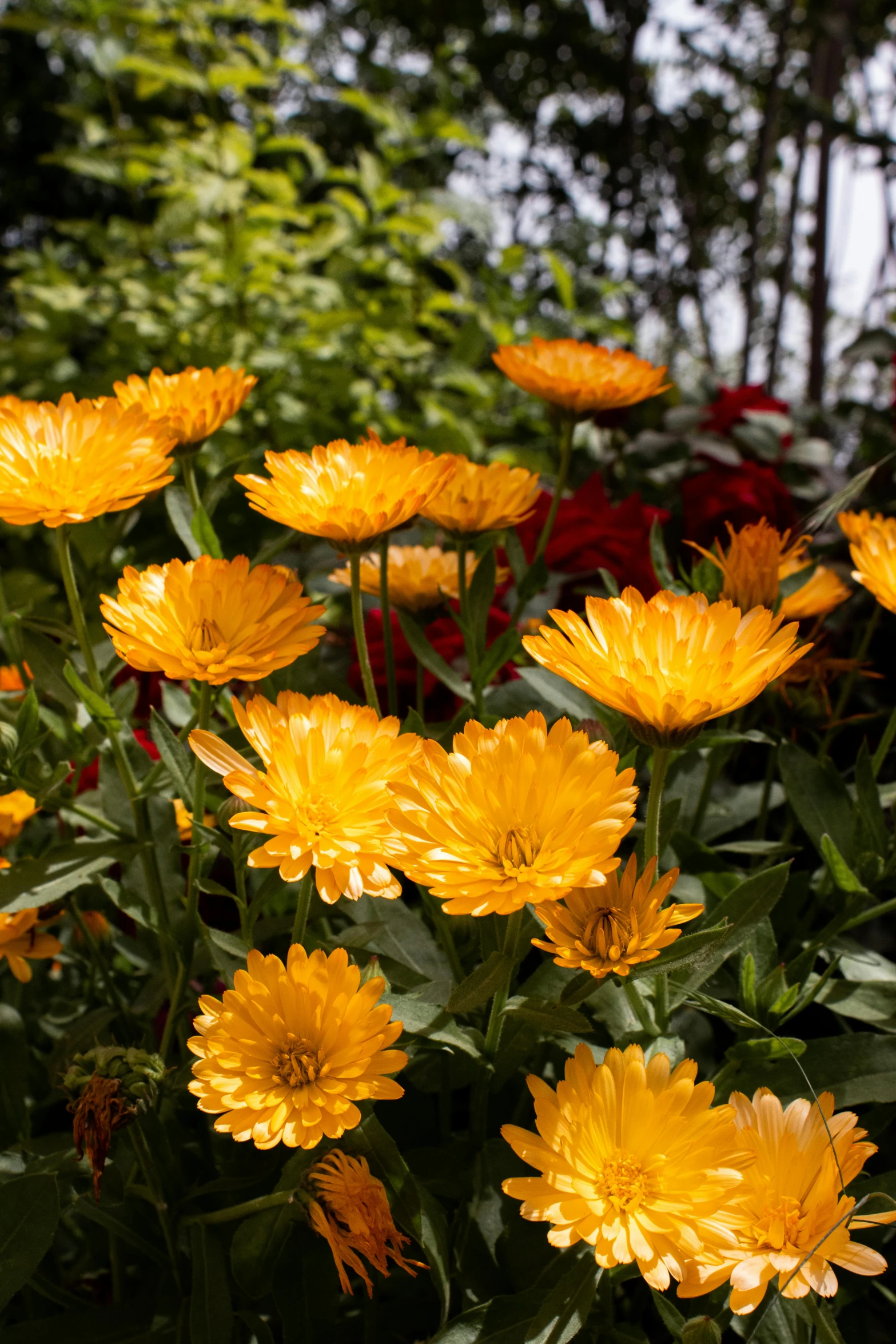 a garden full of bright yellow flowers and leaves