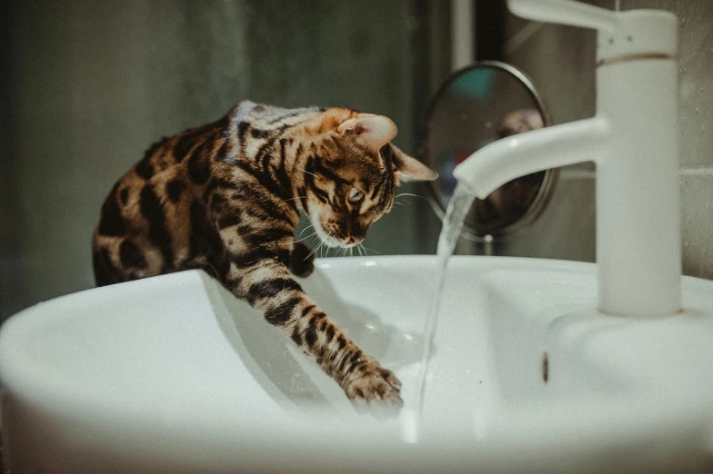the cat is drinking from the water fountain