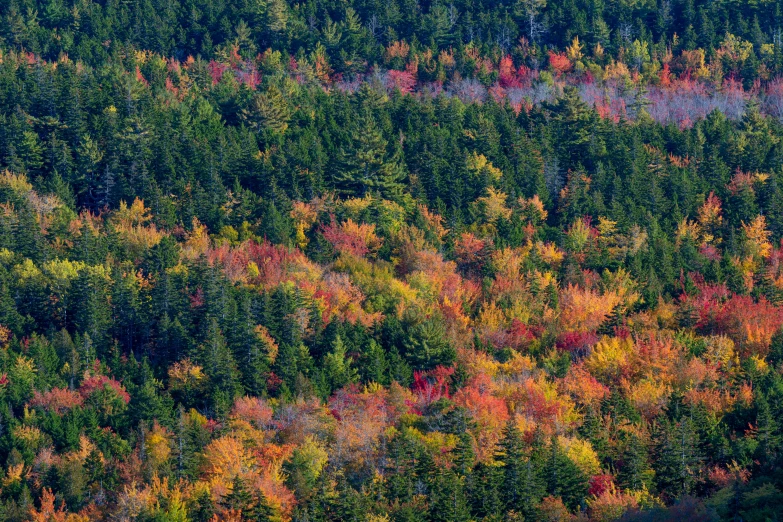 colorful forest scene from above in the fall