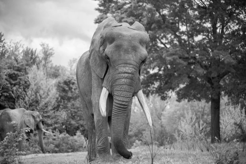 a large elephant is standing in a grassy field