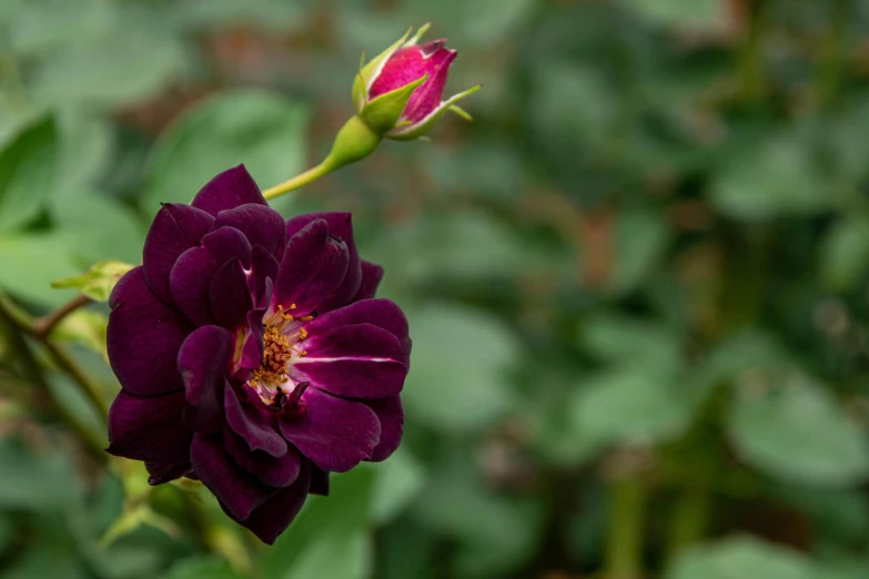 two purple flowers blooming out next to green foliage