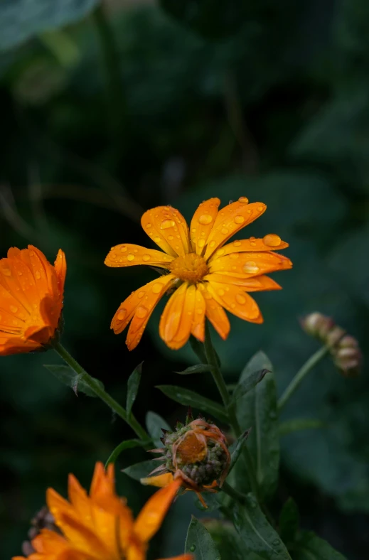 yellow flowers are in full bloom in the sun