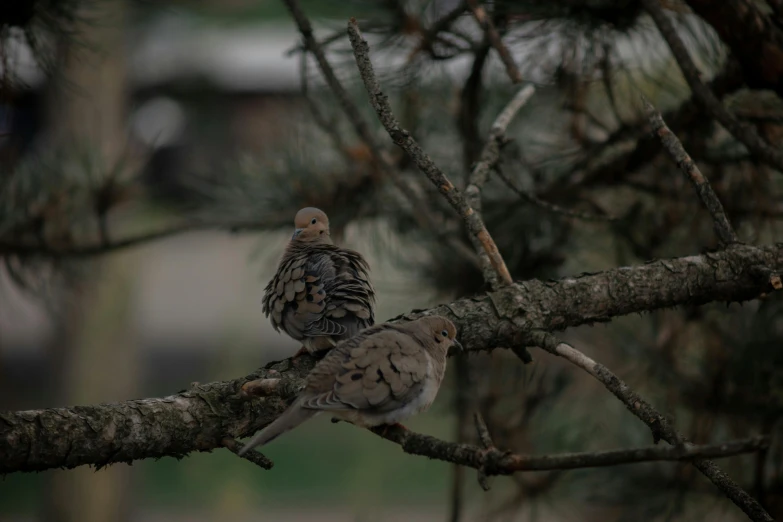 two birds are perched on a nch in the rain