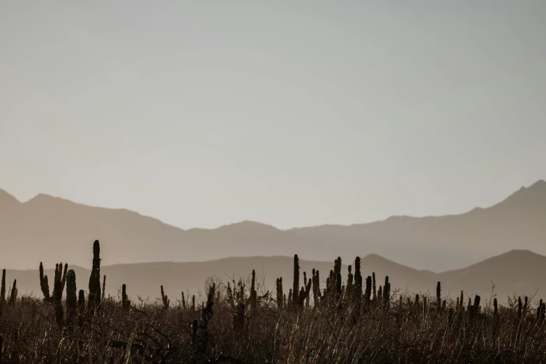 the mountains in the distance is in the desert