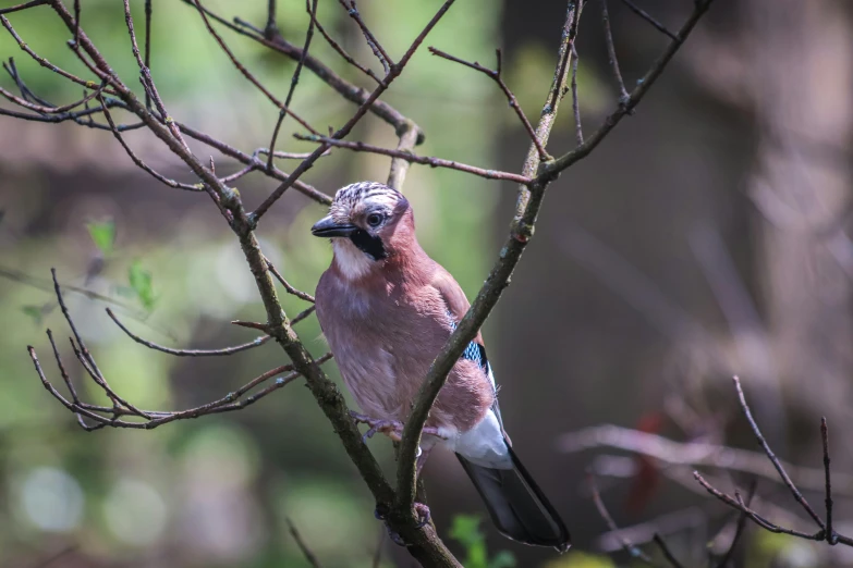 a bird sitting on a nch of a tree