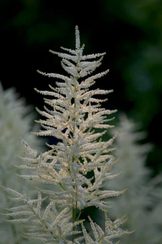 a white plant with small, thin stems and lots of flowers