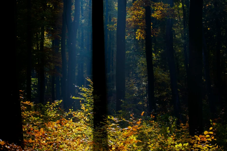 sunlight rays streaming through the trees in a forest