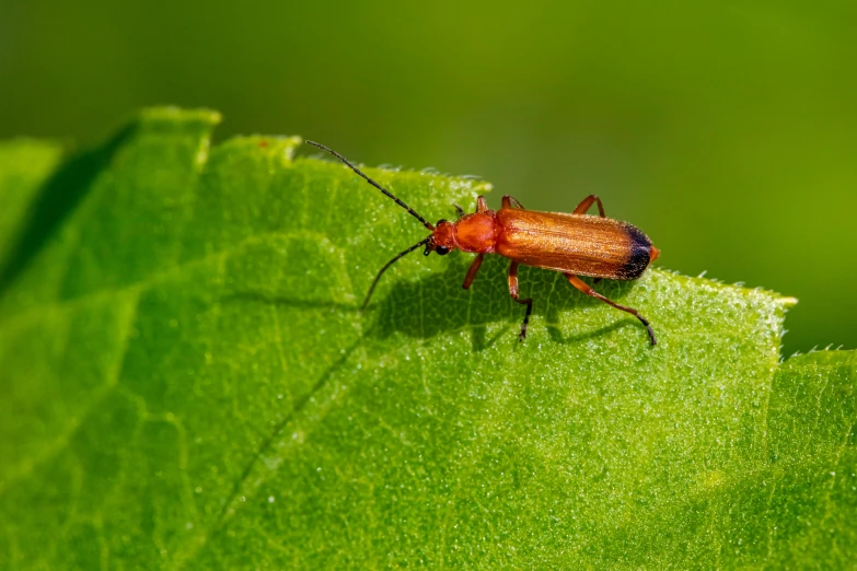 a bug sitting on top of a green leaf