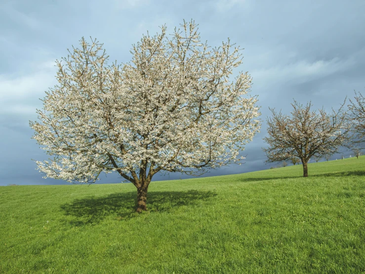 three trees with small leaves on top of a green hillside