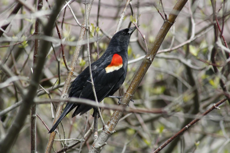 a small red and black bird is sitting on a tree limb