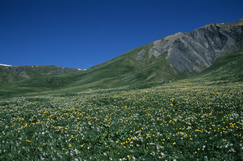 a lush green hillside with mountains in the background