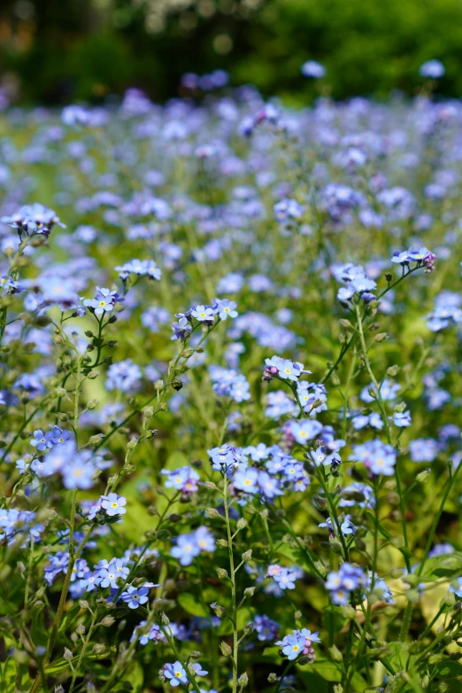 wildflowers in a field with a blurry background