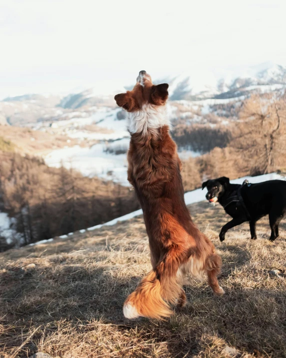 a large dog standing on its hind legs