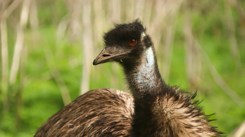 an emu looks on as it stands tall