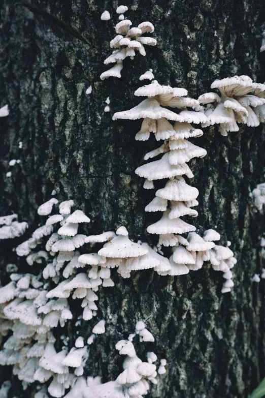 several mushrooms growing on the bark of a tree