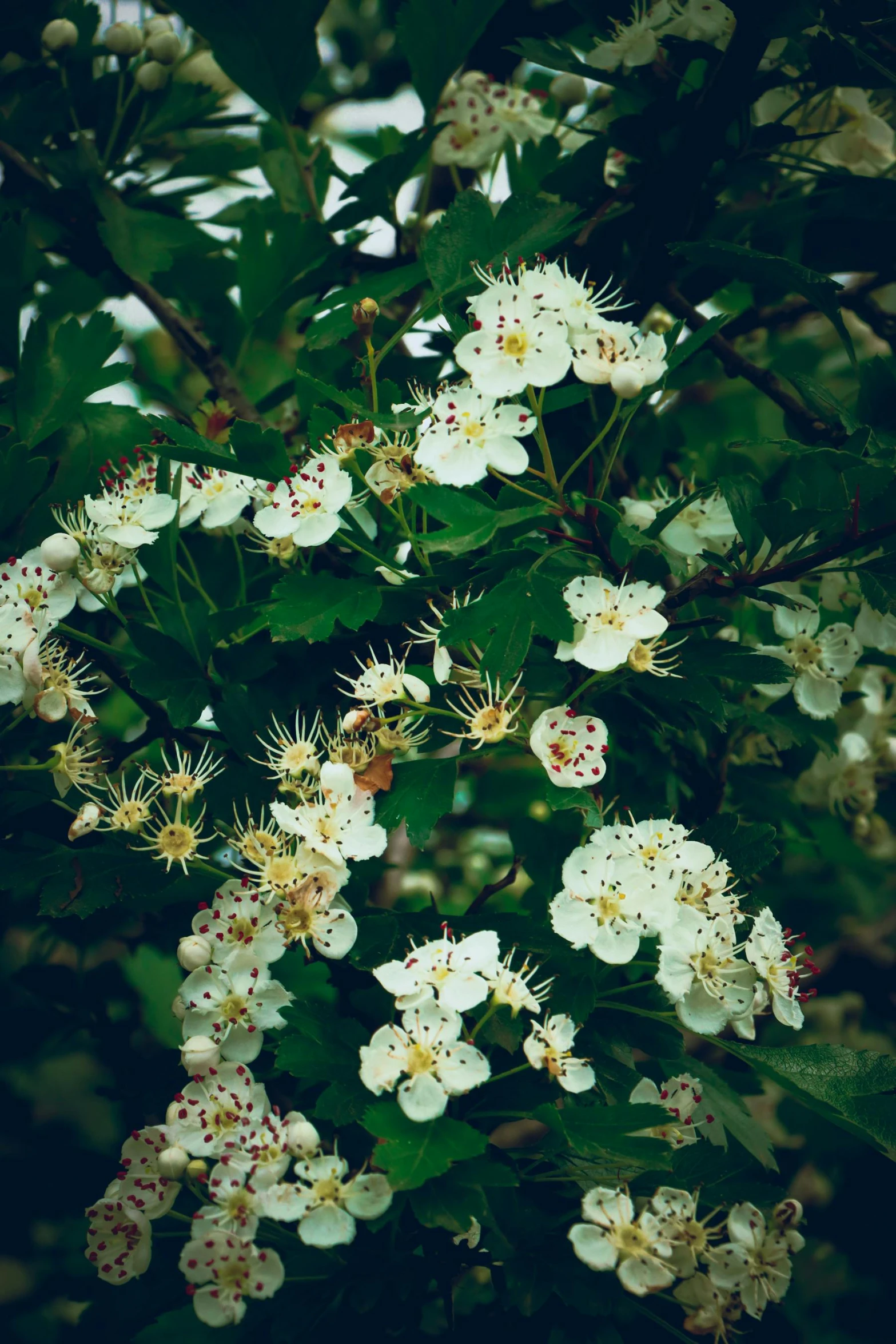 some white flowers with red centers blooming on trees