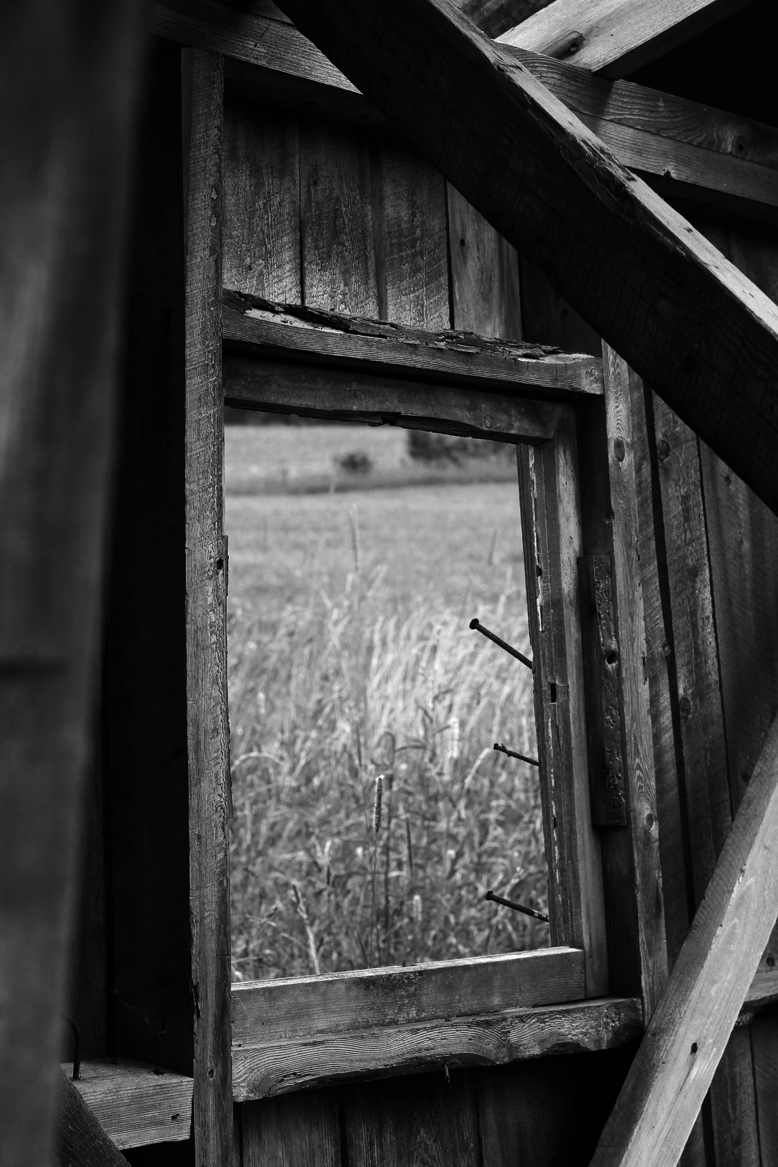 black and white po looking out a window at a grassy field