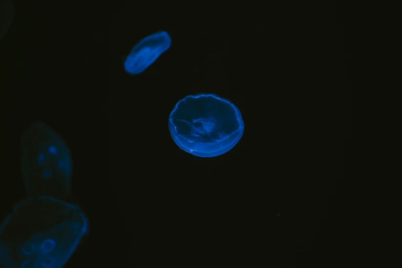 blue jellyfish floating in the water on a black background