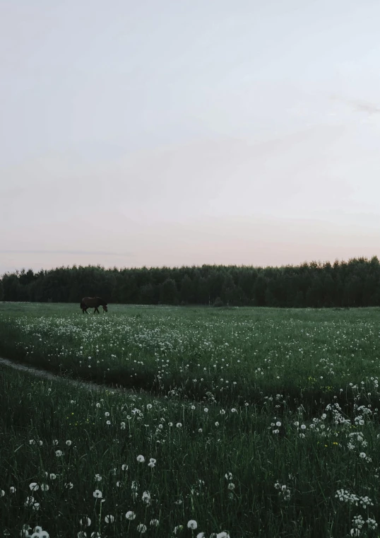 a cow grazing in a large open field