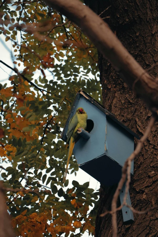 yellow bird in a tree looking up at a blue birdhouse