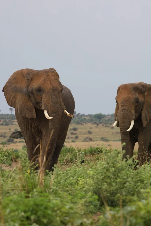 two elephants walking across a field, near some trees