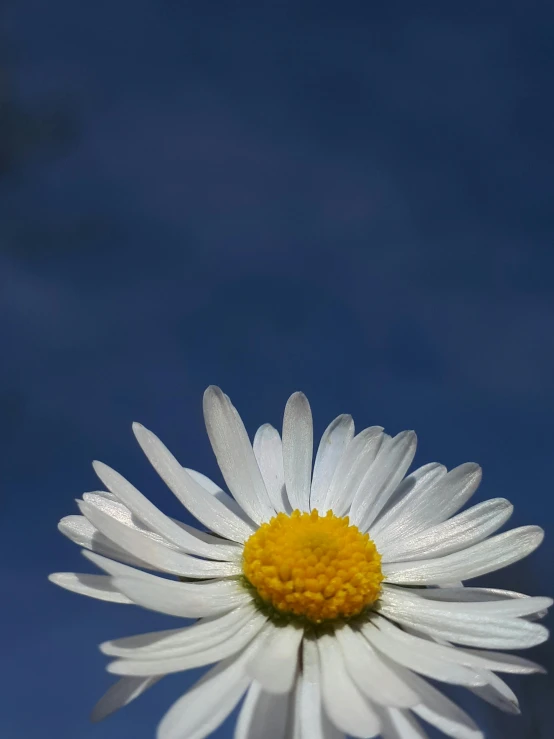 a single white flower sitting on top of a blue sky